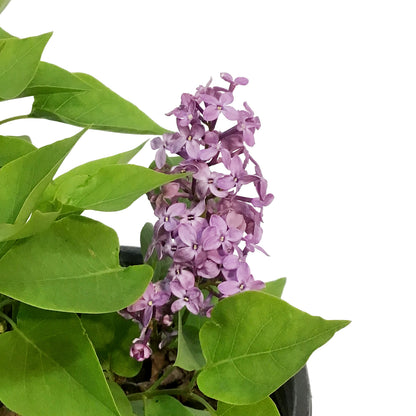 French Lilac, 2 gal, Prairie Petite