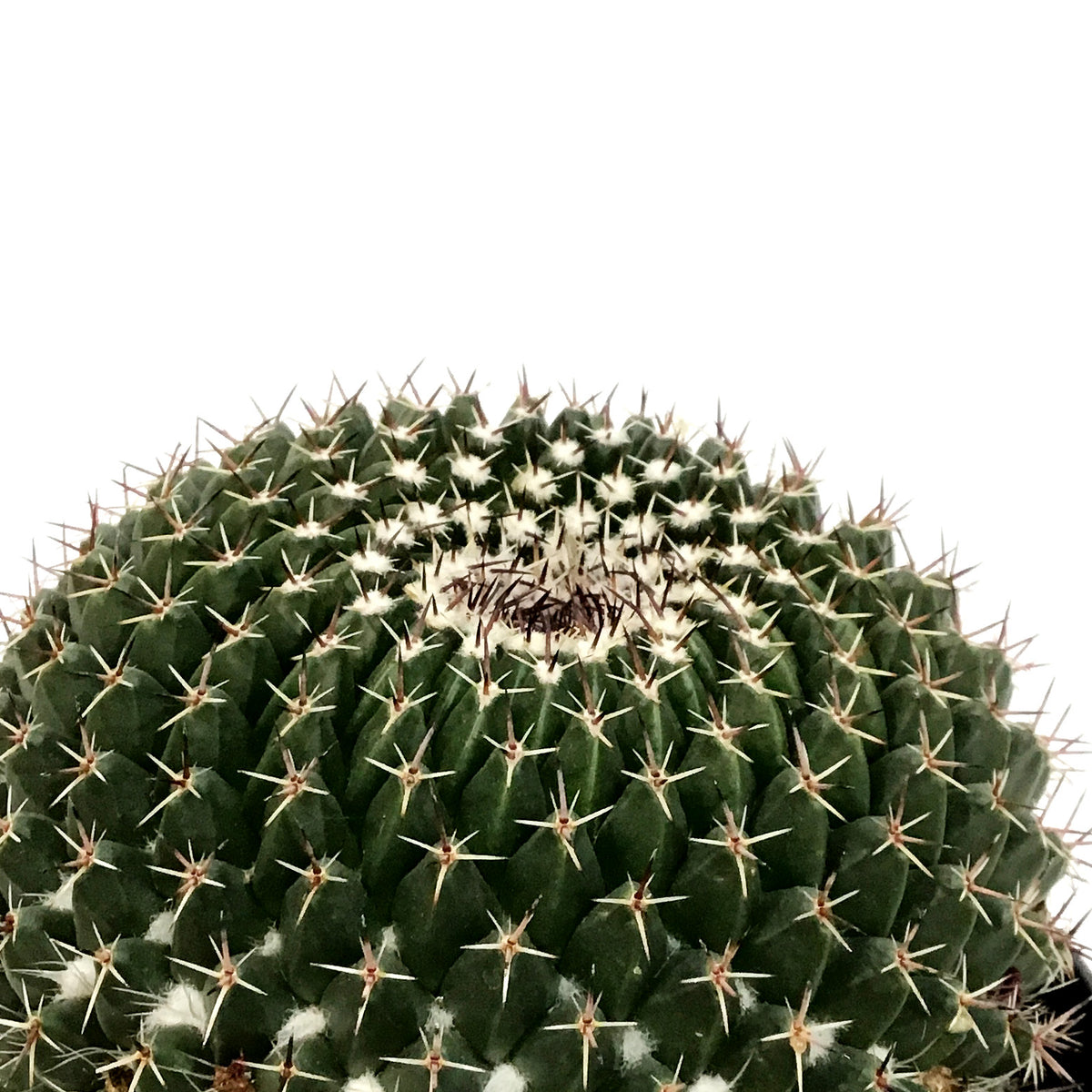 Cactus, 5in, Mammillaria Mystax