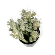 Load image into Gallery viewer, Cactus,5in, Euphorbia mammillaris variegata
