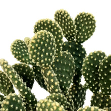 Load image into Gallery viewer, Cactus, 5in, Opuntia 'Honey Mike"
