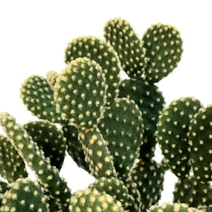 Cactus, 5in, Opuntia 'Honey Mike