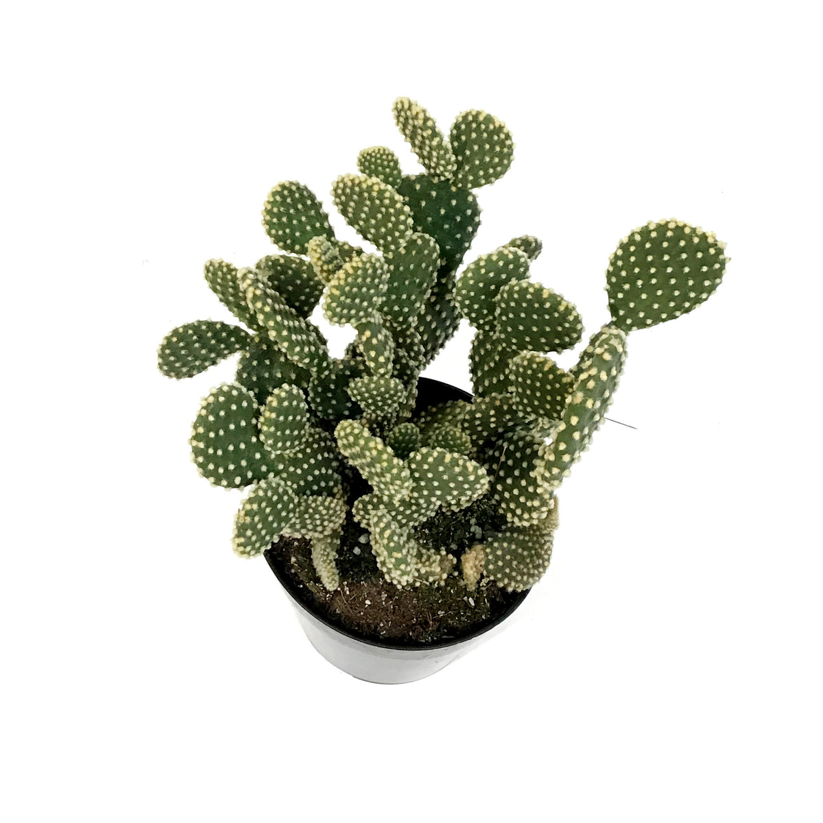 Cactus, 5in, Opuntia 'Honey Mike"
