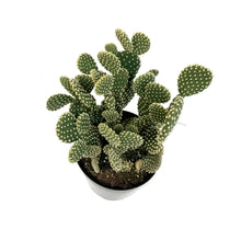 Load image into Gallery viewer, Cactus, 5in, Opuntia 'Honey Mike"
