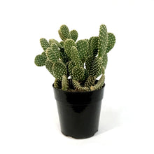 Load image into Gallery viewer, Cactus, 5in, Opuntia 'Honey Mike"
