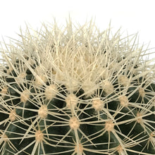 Load image into Gallery viewer, Cactus, 8in, E. grusonii 'Silver Barrel'
