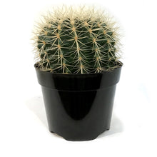 Load image into Gallery viewer, Cactus, 8in, E. grusonii 'Silver Barrel'

