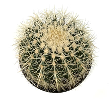 Load image into Gallery viewer, Cactus, 8in, E. grusonii 'Silver Barrel'
