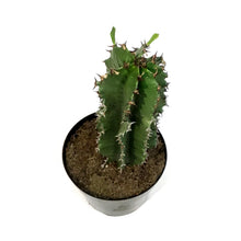 Load image into Gallery viewer, Cactus, 8in, Euphorbia Abyssinica
