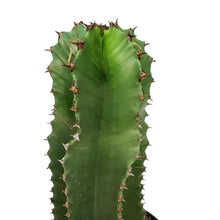 Load image into Gallery viewer, Cactus, 8in, Euphorbia Abyssinica
