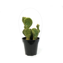 Load image into Gallery viewer, Cactus, 9cm, Opuntia microdasys 'Bunny Ears' Yello
