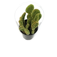 Load image into Gallery viewer, Cactus, 9cm, Opuntia microdasys 'Bunny Ears' Yello
