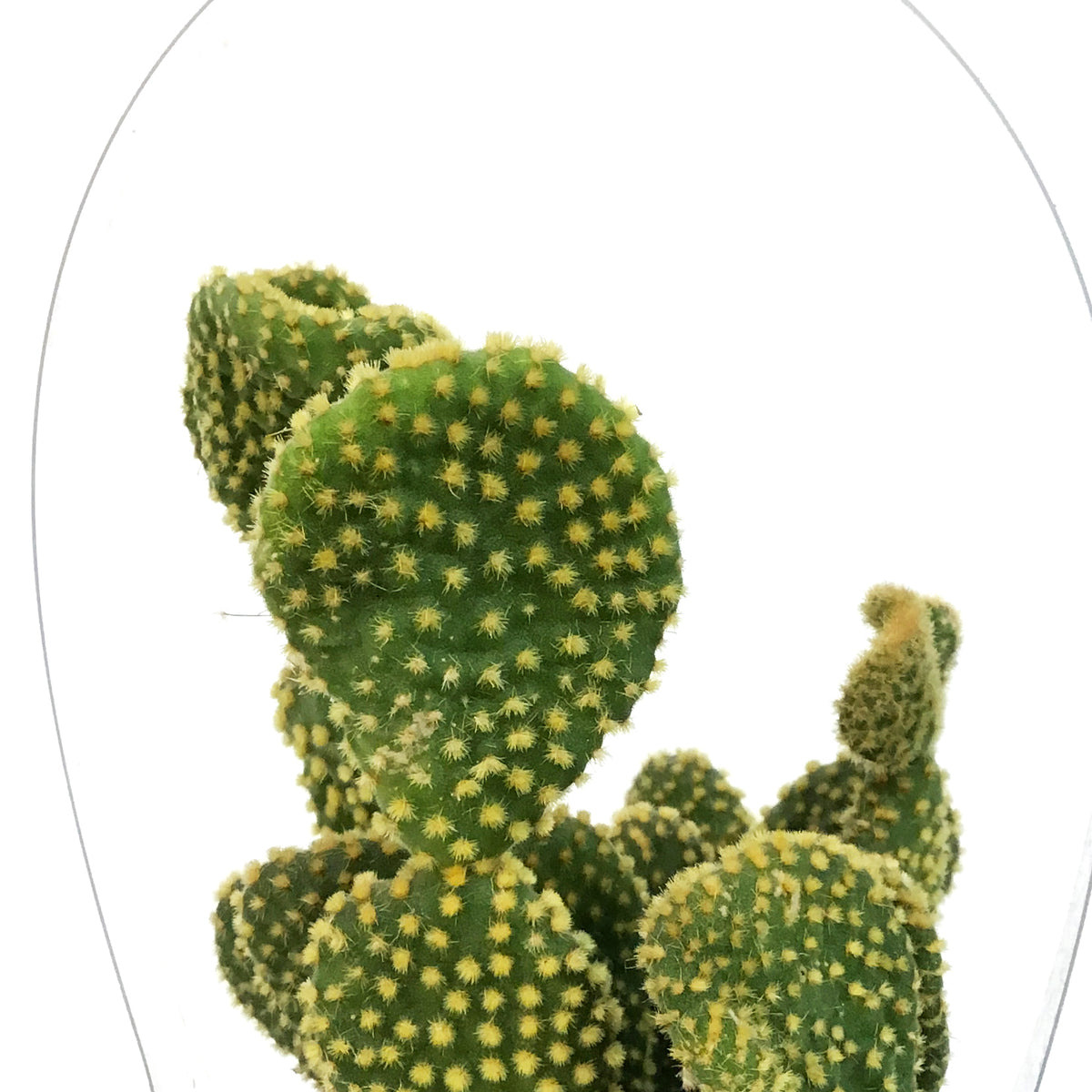 Cactus, 9cm, Opuntia microdasys 'Bunny Ears' Yello