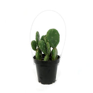 Cactus, 9cm, Opuntia Quitensis Johnson's Hybrid