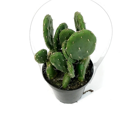 Cactus, 9cm, Opuntia Quitensis Johnson's Hybrid