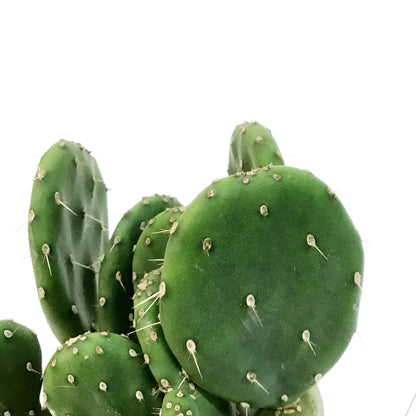 Cactus, 9cm, Opuntia Quitensis Johnson's Hybrid