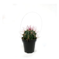 Cactus, 9cm, Ferocactus Wislizenii