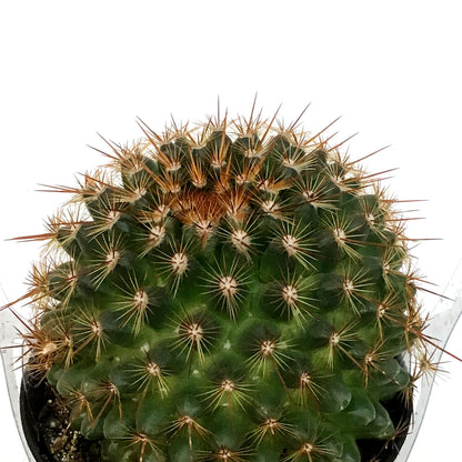 Cactus, 9cm, Mammillaria Ginsa Maru
