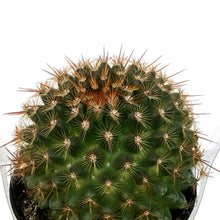 Load image into Gallery viewer, Cactus, 9cm, Mammillaria Ginsa Maru

