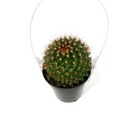 Cactus, 9cm, Mammillaria Ginsa Maru