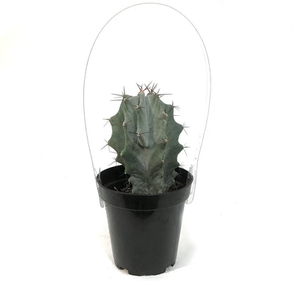 Cactus, 9cm, Stenocereus Pruinosus