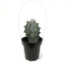 Load image into Gallery viewer, Cactus, 9cm, Stenocereus Pruinosus
