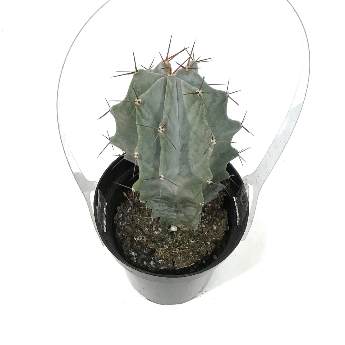 Cactus, 9cm, Stenocereus Pruinosus