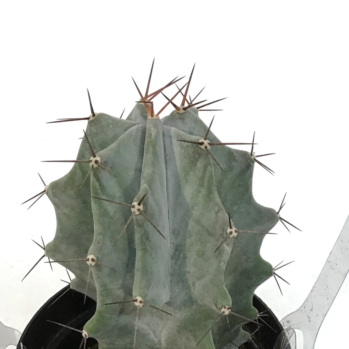 Cactus, 9cm, Stenocereus Pruinosus