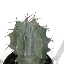 Load image into Gallery viewer, Cactus, 9cm, Stenocereus Pruinosus
