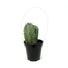 Load image into Gallery viewer, Cactus, 9cm, Heliabravoa Lemaireocereus Chende

