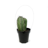 Cactus, 9cm, Heliabravoa Lemaireocereus Chende