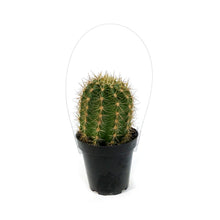 Load image into Gallery viewer, Cactus, 9cm, Trichocereus Grandiflorus Hybrids
