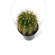 Load image into Gallery viewer, Cactus, 9cm, Trichocereus Grandiflorus Hybrids
