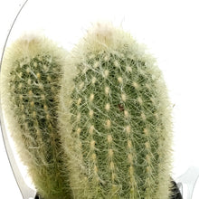 Load image into Gallery viewer, Cactus, 9CM, Espostoa Ianata Snow Pole
