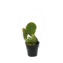 Load image into Gallery viewer, Cactus, 2.5in, Opuntia Microdasys &quot;Monstrose&quot; Yell
