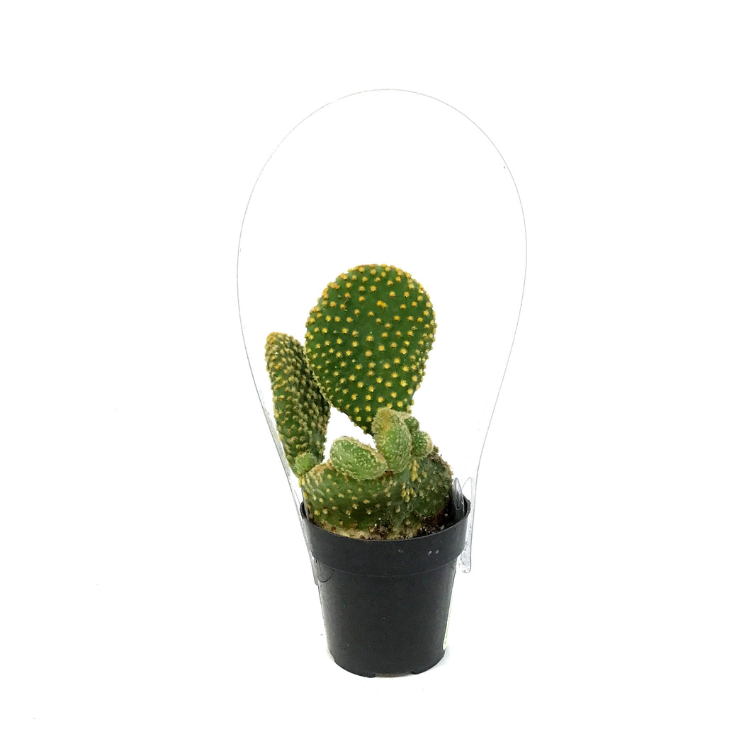 Cactus, 2.5in, Opuntia Microdasys 