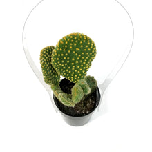 Load image into Gallery viewer, Cactus, 2.5in, Opuntia Microdasys &quot;Monstrose&quot; Yell
