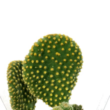 Load image into Gallery viewer, Cactus, 2.5in, Opuntia Microdasys &quot;Monstrose&quot; Yell
