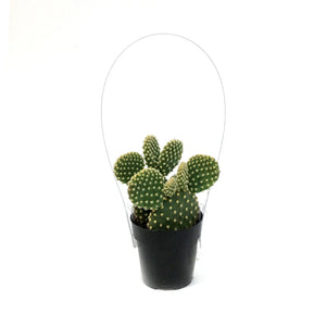 Cactus, 2.5in, Opuntia Microdasys Honey Mike