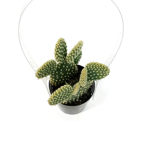 Cactus, 2.5in, Opuntia Microdasys Honey Mike