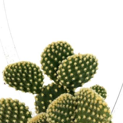 Cactus, 2.5in, Opuntia Microdasys Honey Mike