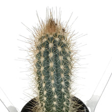 Load image into Gallery viewer, Cactus, 2.5in, Pilosocereus Baumii
