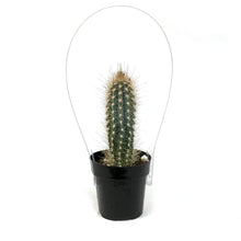 Load image into Gallery viewer, Cactus, 2.5in, Pilosocereus Baumii

