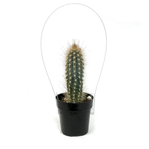 Cactus, 2.5in, Pilosocereus Baumii