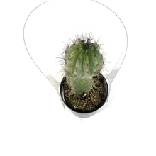 Load image into Gallery viewer, Cactus, 2.5in, Polaskia Chichipe
