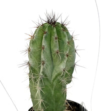Load image into Gallery viewer, Cactus, 2.5in, Polaskia Chichipe
