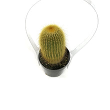 Load image into Gallery viewer, Cactus, 2.5in, Notocactus Leninghausii
