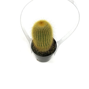 Cactus, 2.5in, Notocactus Leninghausii