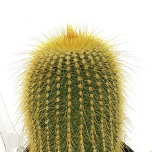 Load image into Gallery viewer, Cactus, 2.5in, Notocactus Leninghausii
