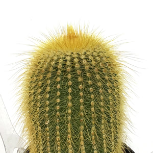 Cactus, 2.5in, Notocactus Leninghausii