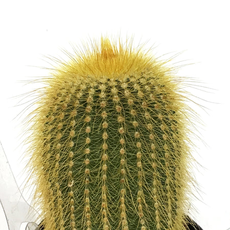 Cactus, 2.5in, Notocactus Leninghausii